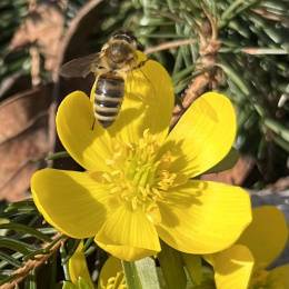 Březen -včela na Talovínu -sběr pylu